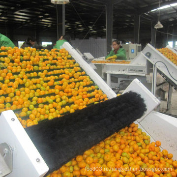 Стандартное экспортное качество свежего детского мандарина
